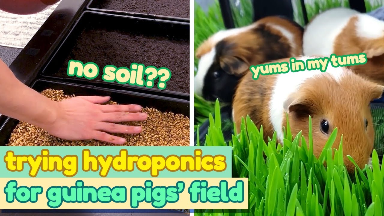 Completing a Guinea Pig Paradise: DIY Indoor Grass Field (Part 4) | GuineaDad