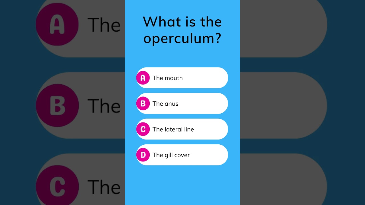What is the operculum?