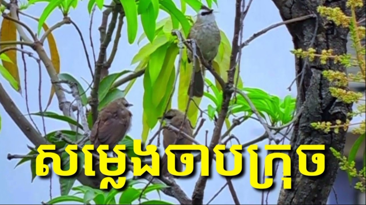 សម្លេងចាបក្រុចស្រុក ពិរោះច្បាស់ៗ /  The Voice Birds Crouch Very Good Sounds
