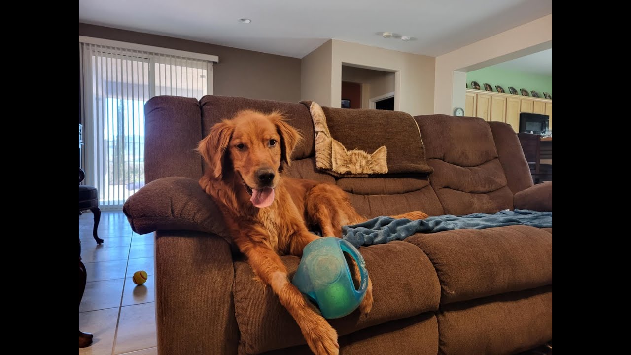 Henry and Toby- 2 Golden Retrievers Playing with Toys-Original Song Tribute | Heartwarming Dog Video