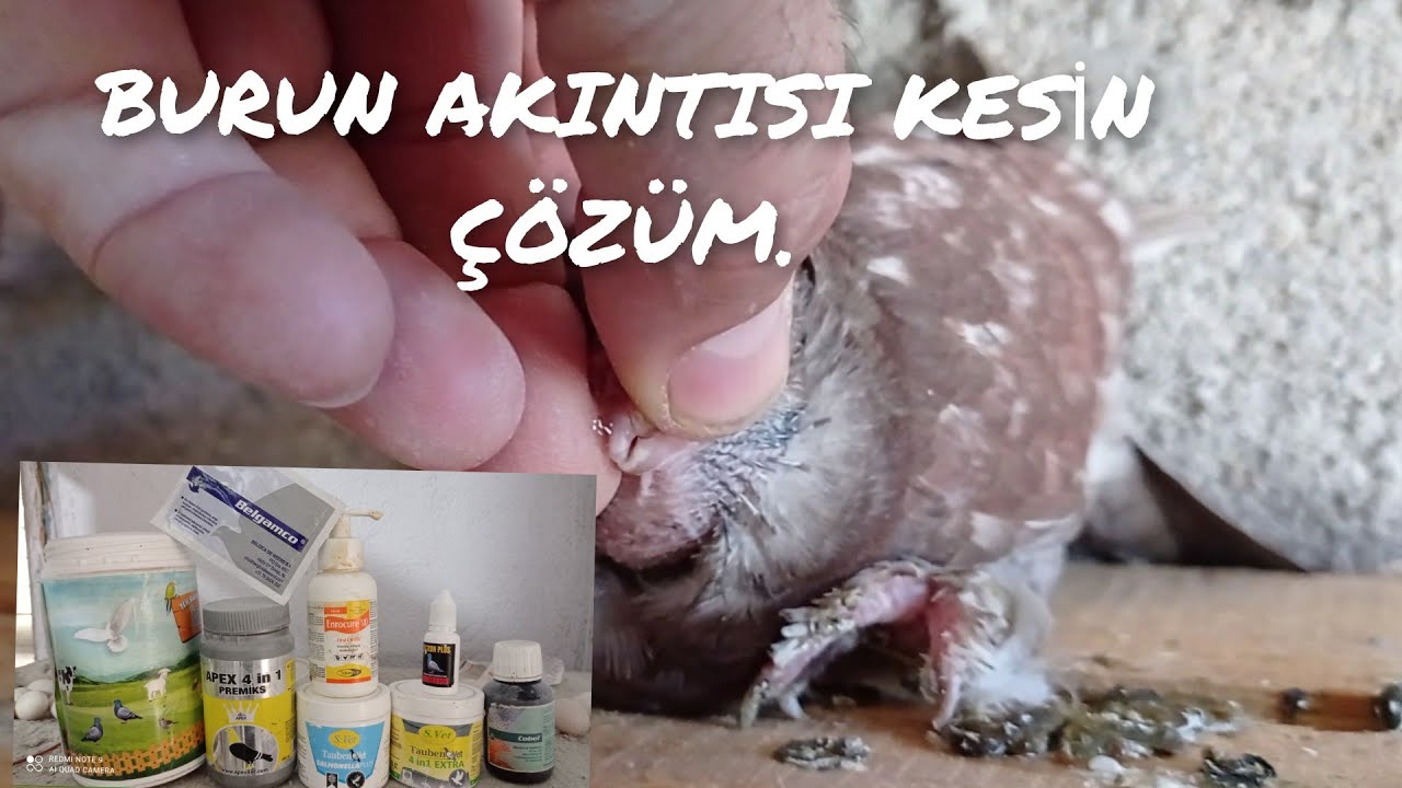 #hünkarigüvercin GÜVERCİN GÖZ SULANMASI, GÜVERCİN BURUN AKINTISI VE GÜVERCİN HIKHIK TEDAVİSİ.