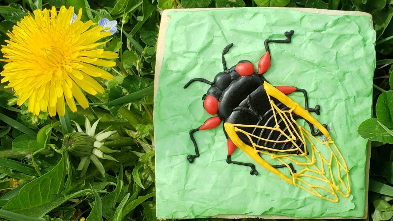 Cicada Cookie Tutorial