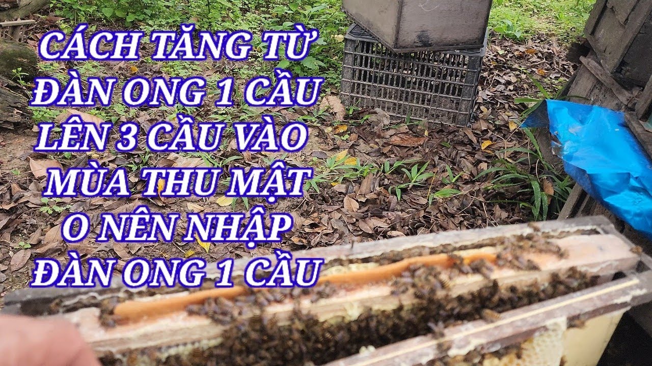 Cách tăng từ đàn 1 cầu
