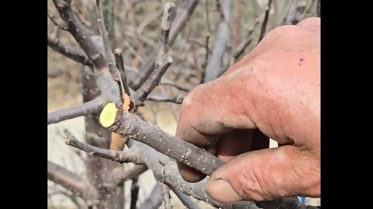 Apple pruning westkameng arunachal pradesh dirang #####