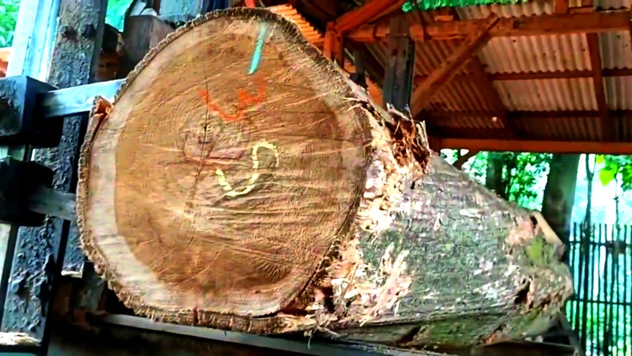 Big and expensive, it keeps the beauty of the doreng fiber in teak wood when sawed. 