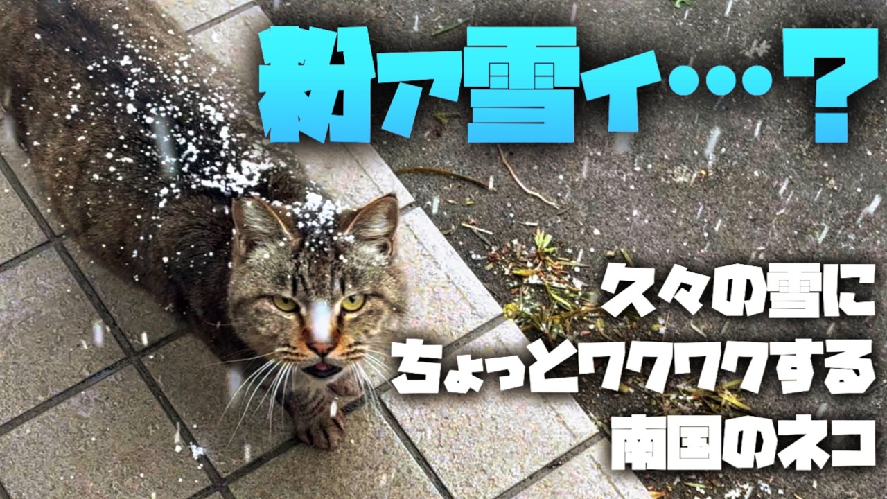【地域猫・元保護猫】不審者わっしょいさんと、久々の雪に、なんだっけこれ…となるニャンコ達など。