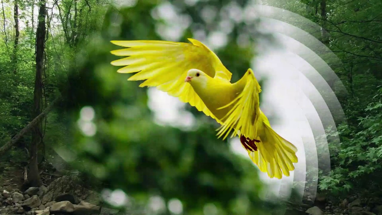 Recueil de cantiques: Sur les ailes d'une colombe(Piano).