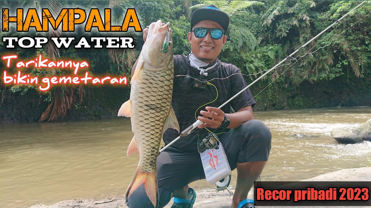 HAMPALA TOPWATER..‼️Casting hampala saat air keruh, gak disangka POPPERKU DIHAJAR HAMPALA BESAR