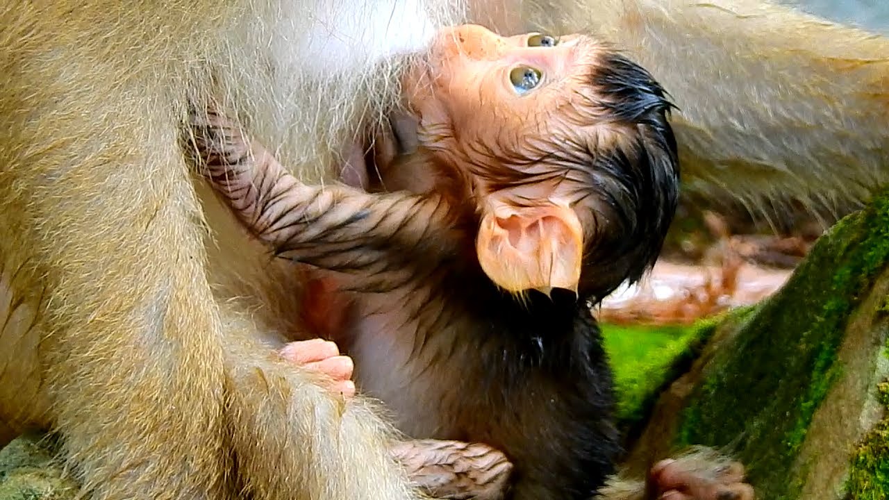 OMG Very pity wet baby monkey, Rose start weaning her baby first time, Rex is very cool cos of wet