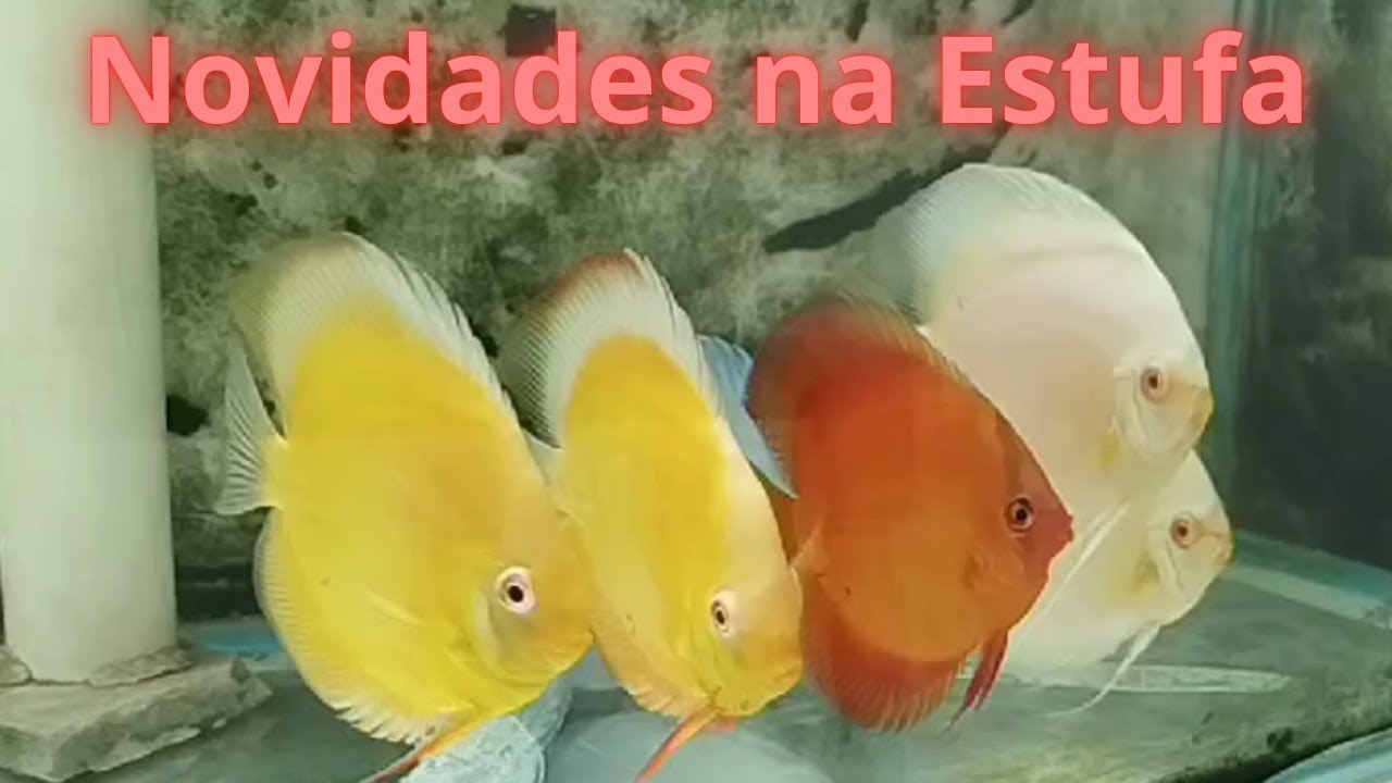 Novas Matrizes na Acaraguto! Qualidade TOP! 💎🐠