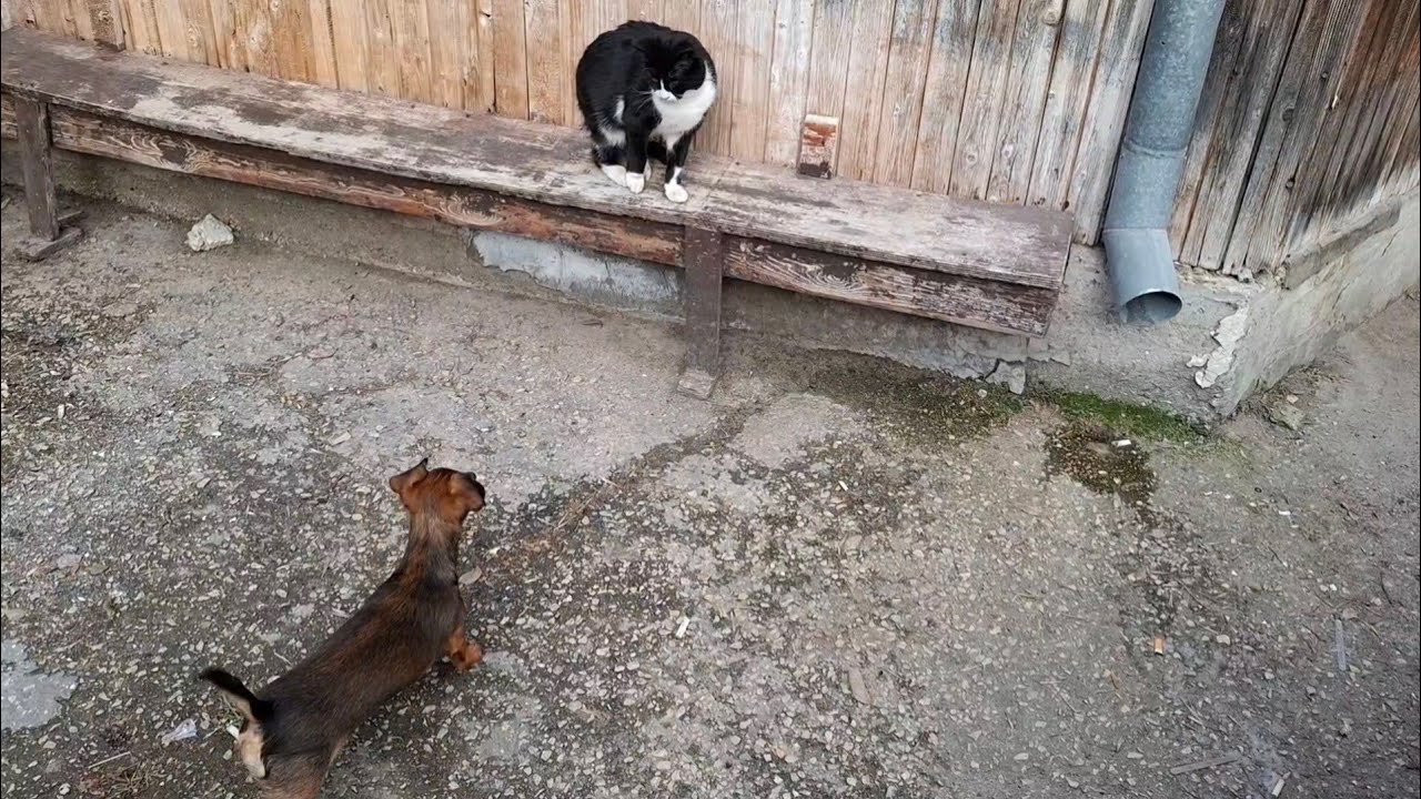 Сюзанна Калпазана увлеклась кошками. 🐕🐈