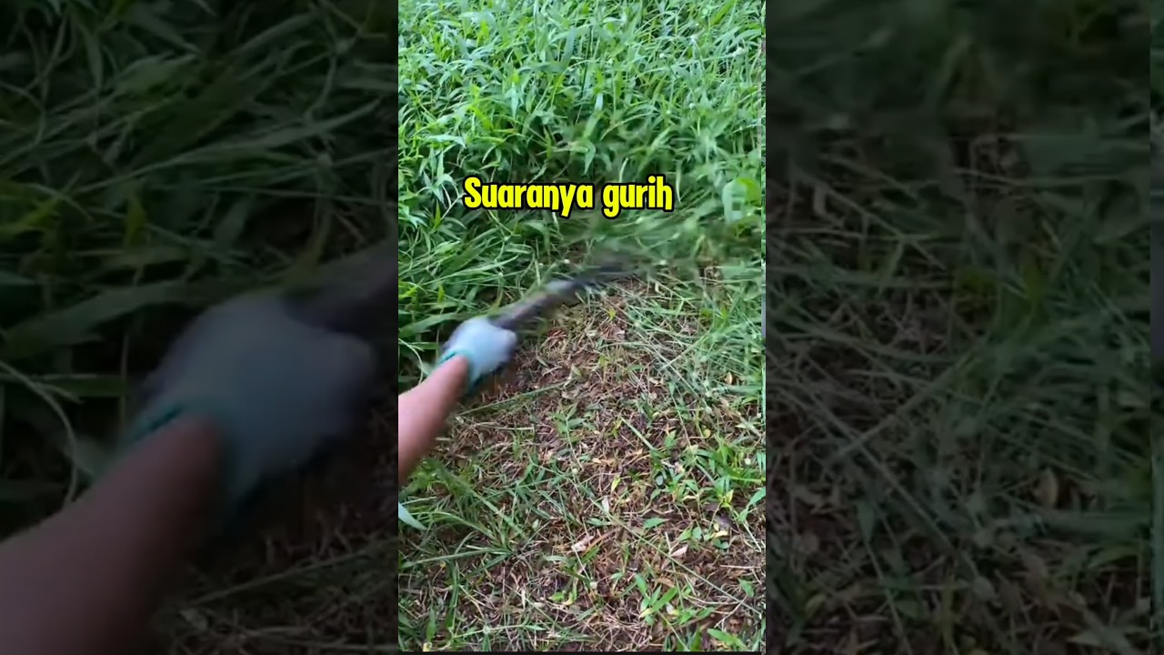 Ngarit rumput kesukaan kambing domba.. #peternakkambingdomba  #domba #animals #ngarit