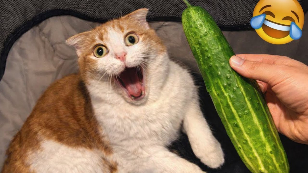 Try Not To Laugh 😹 Cats Edition Part # 25