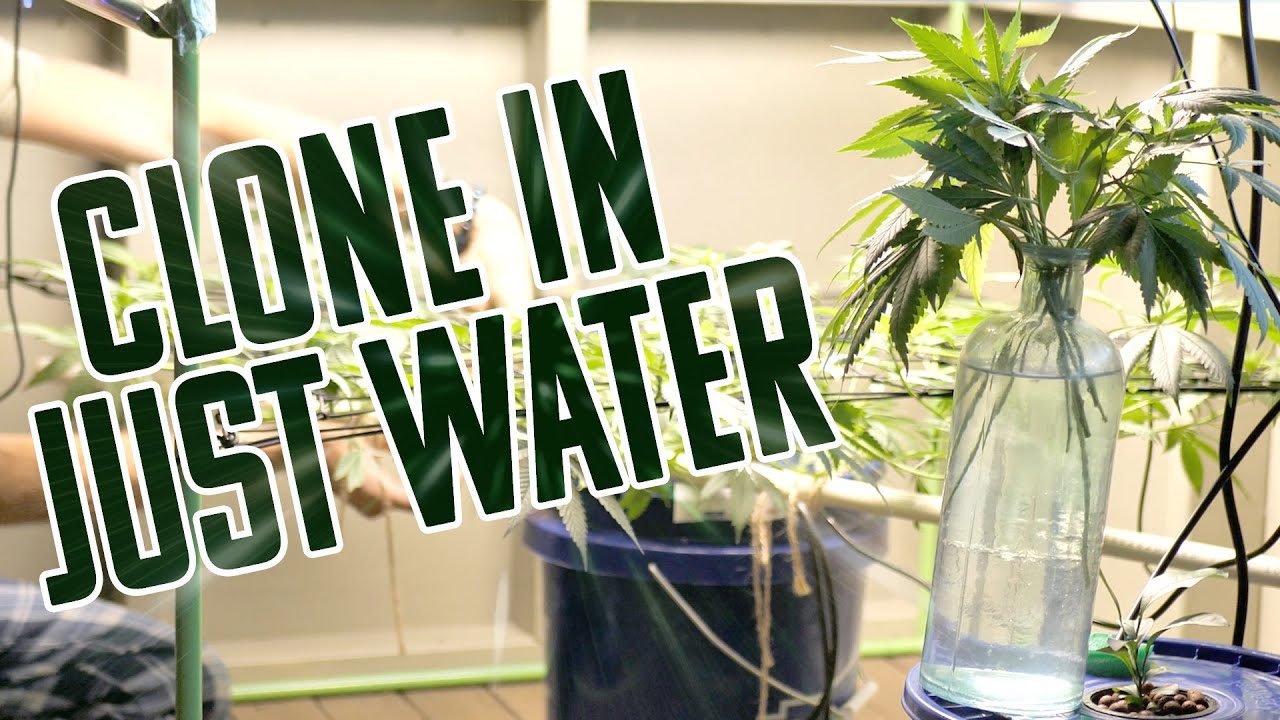 The Lazy Gardener's Guide to Cannabis Cloning | The Easiest Method EVER!!
