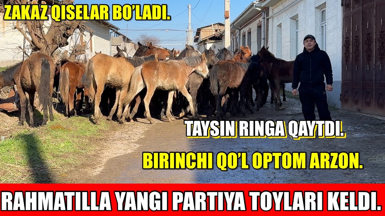 RAHMATILLA YANGI PARTIYA TOYLARI KELDI,BIRINCHI QO’L OPTOM ARZON.