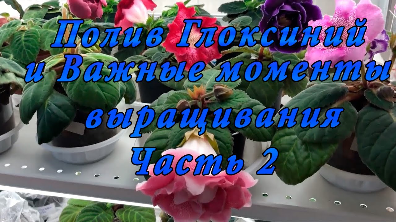 Как правильно поливать Глоксинии. Часть 2