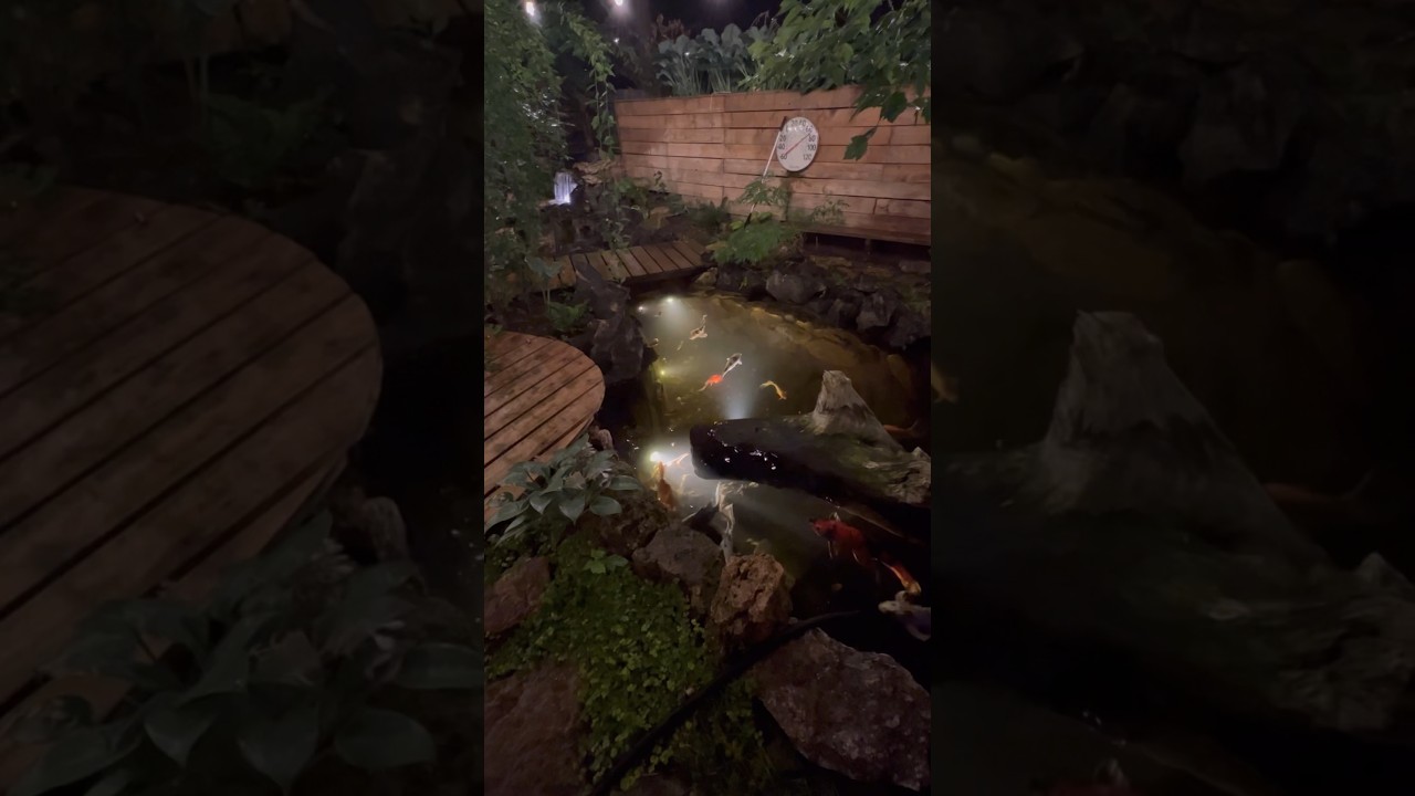 Пруд с кои строится меньше чем за минуту. #koipond #koi