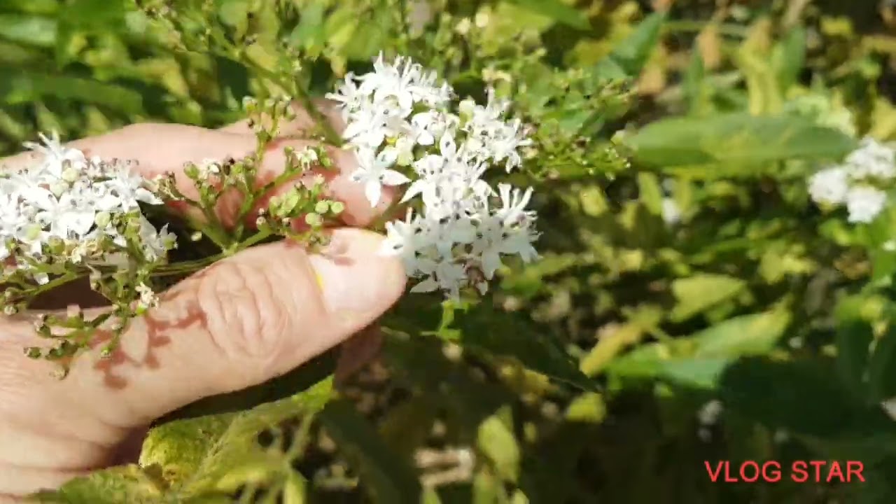 DWARF ELDER grown by me last year and now twice the size this year, rear garden, Batford on 05.08.22