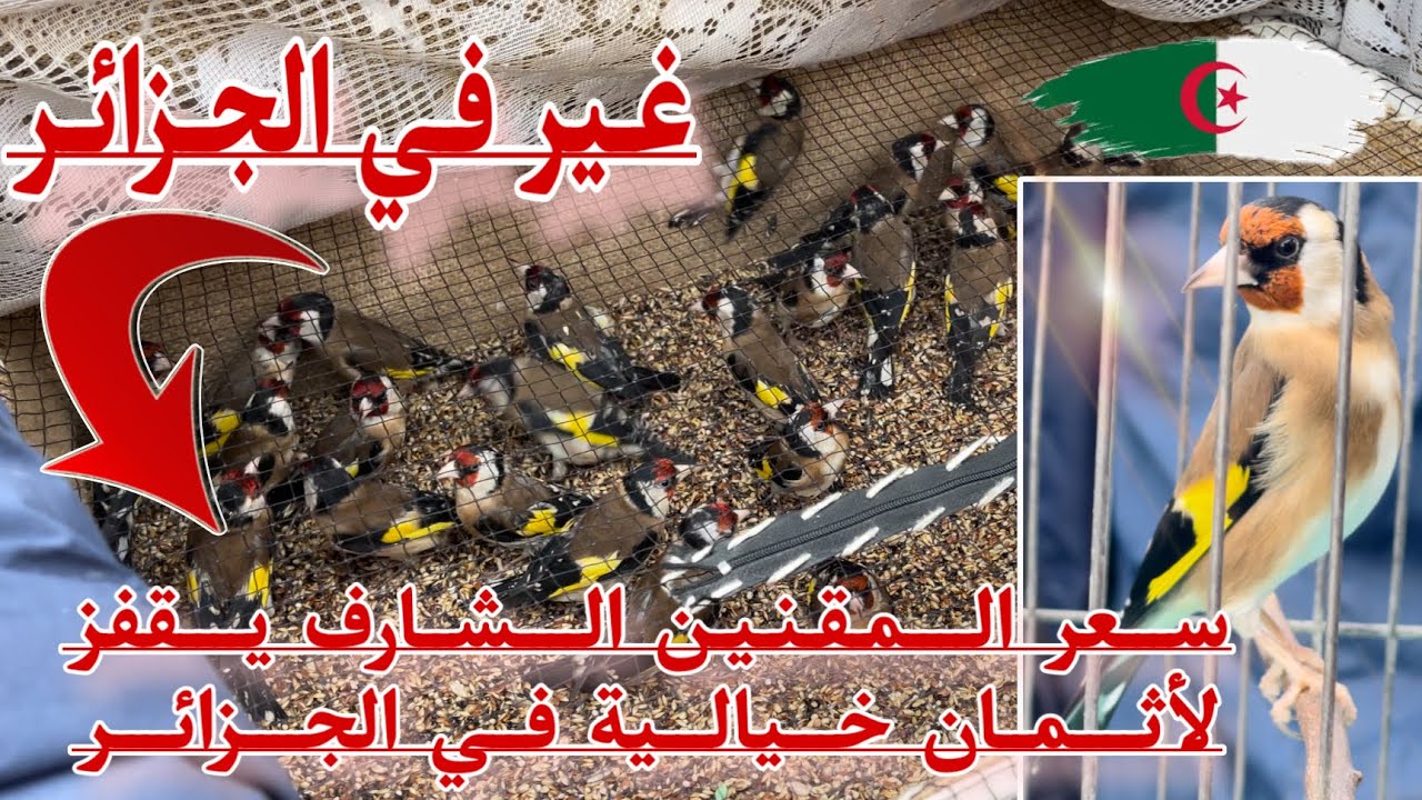 دخول المقنين الشارف الأسواق الجزائرية بأسعار خيالية و غلق أسواق الطيور يزيد من الضغط على سوق بودواو