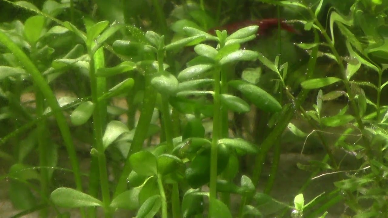 Аквариум травник 65 литров  без СО2 и удобрений неделю спустя