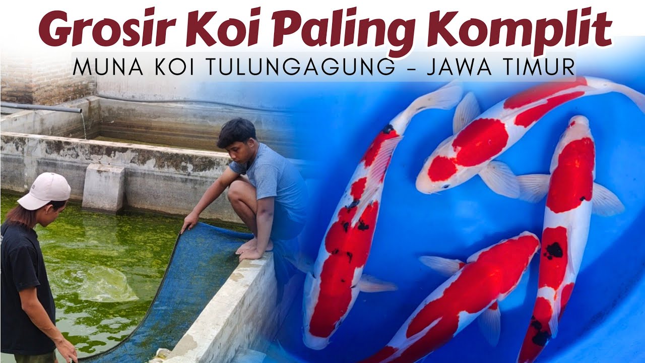 Akhirnya Ketemu Juga ❗ Sama Tempat Grosir Koi Murah Dan Lengkap Banget