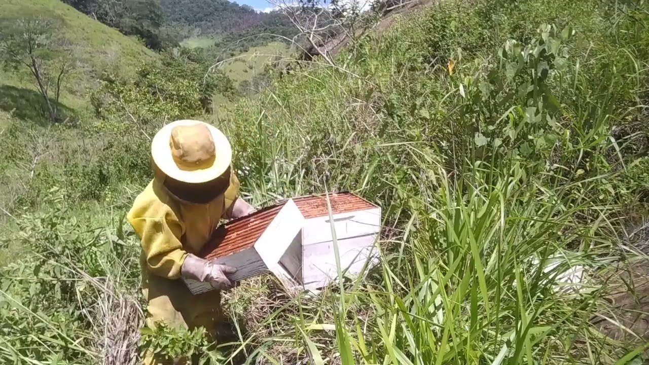 😱 Para iniciantes Apiário abandonado o que deve fazer 