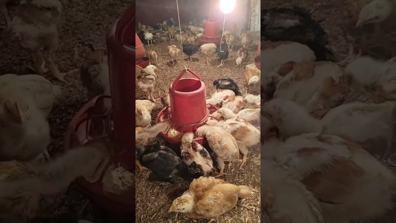 কালার বাট মুরগি পালন 🐥🥰 #farming #chicken #chickenfarming 