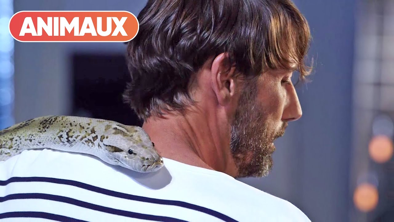 Ce python molure adopte Laurent Kérusoré