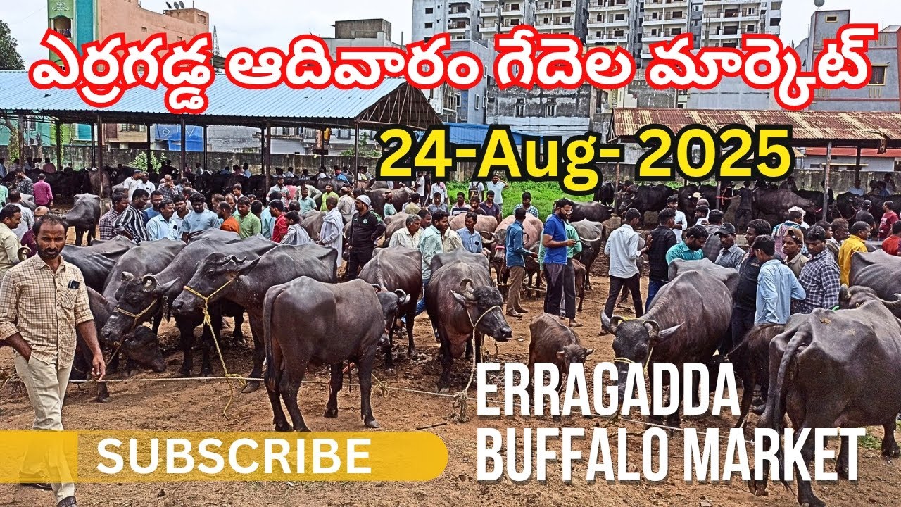 ఎర్రగడ్డ గేదెల మార్కెట్‌ || Erragadda Sunday Buffalo Market Video | Hyderabad Buffaloes Market