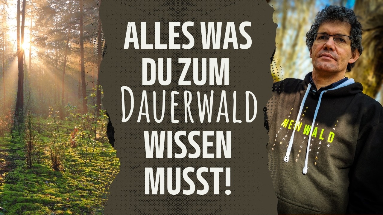 🌳🌲 Alles was du zum Dauerwald wissen musst!