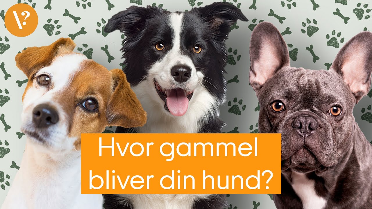 De her hunderacer lever l&aelig;ngst - og kortest