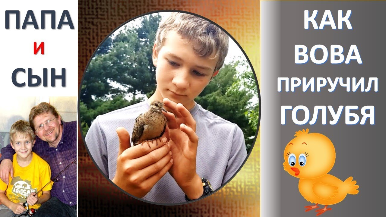 Как Вова вырастил и приручил голубя #Dove. Животные в США. Папа и Сын. Алексей и Вова Савченко.