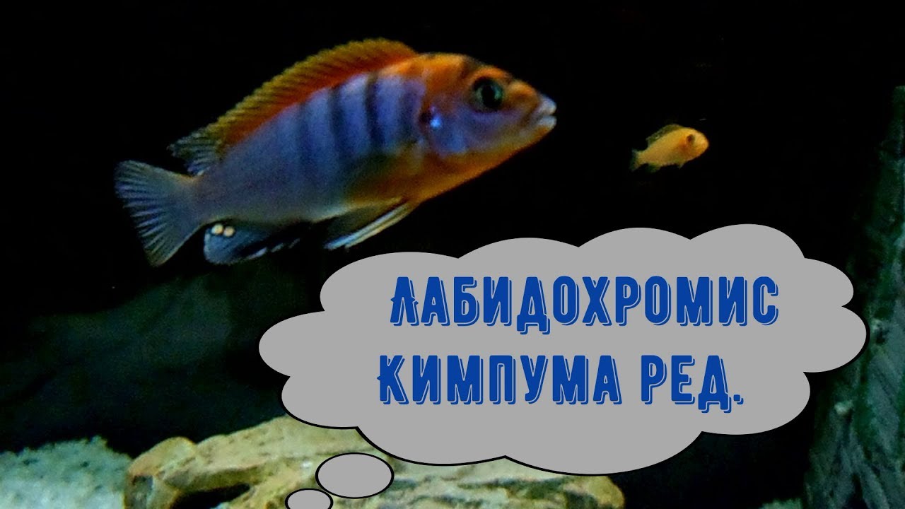 Лабидохромис Кимпума ред.