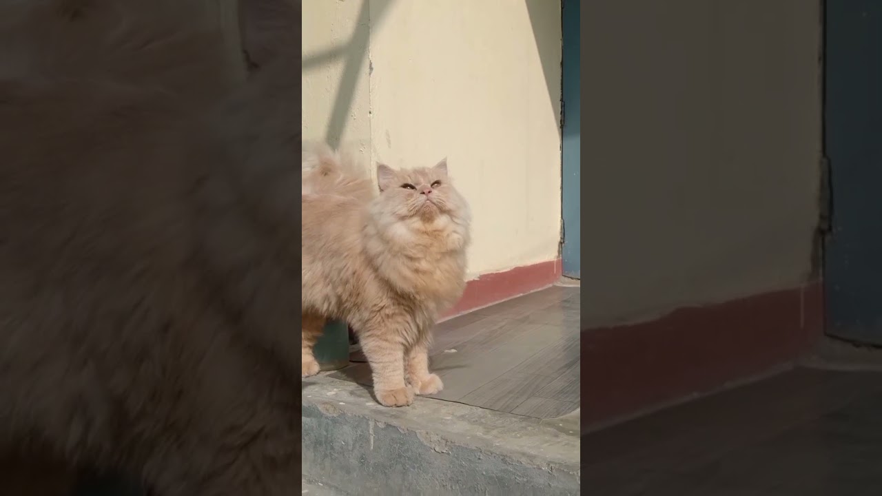 transformation in 6 months #shorts #cat #subscribe #cute #persiancat #viral #share