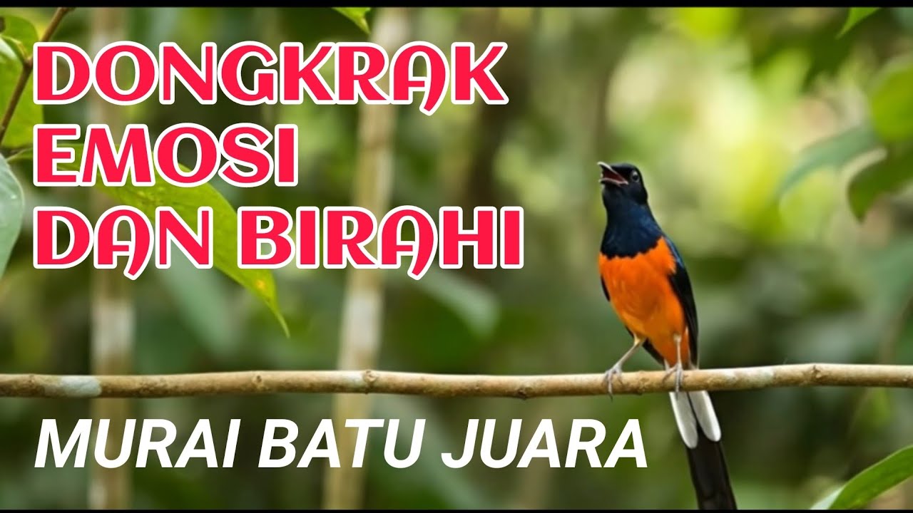 masteran murai batu juara terbaik sepanjang masa 