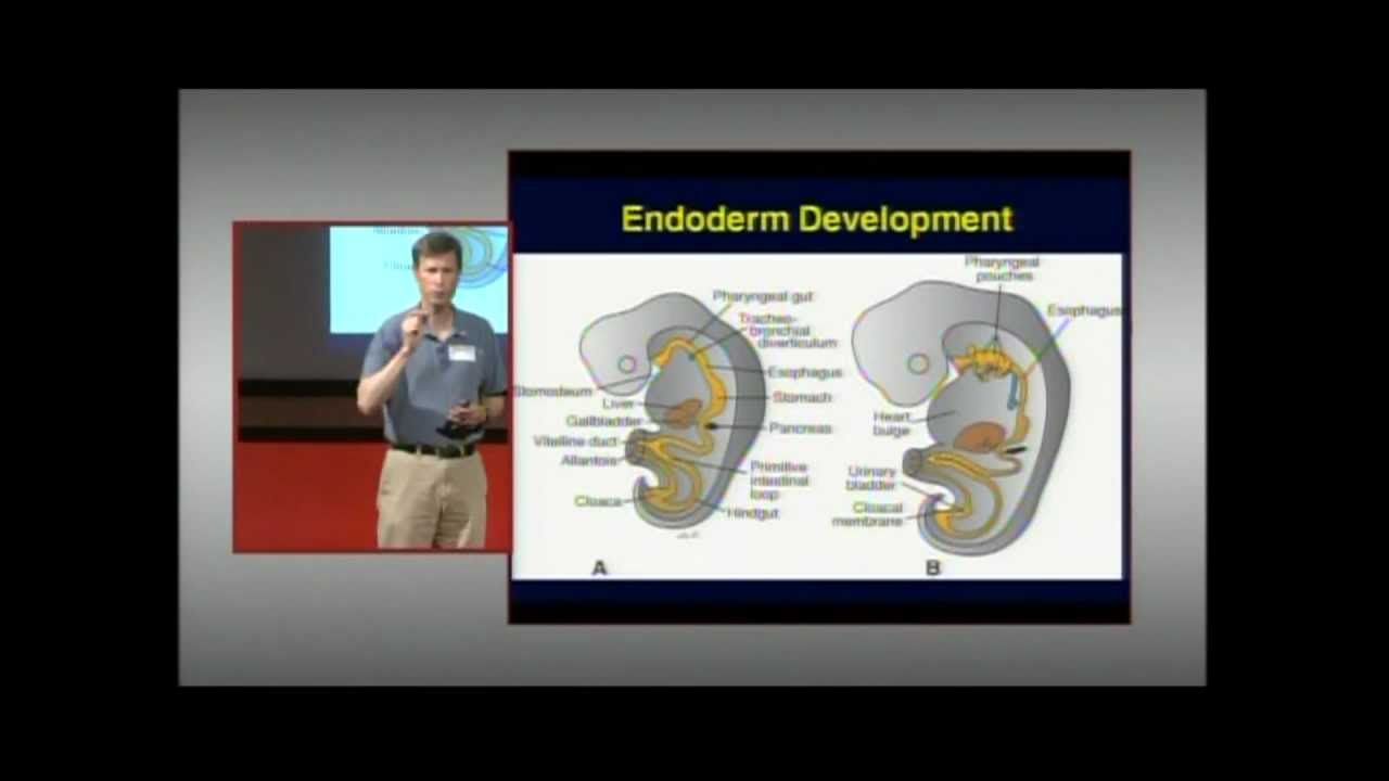 Where Do Beta Cells Come From? Michael German, M.D. at TEDxDelMar