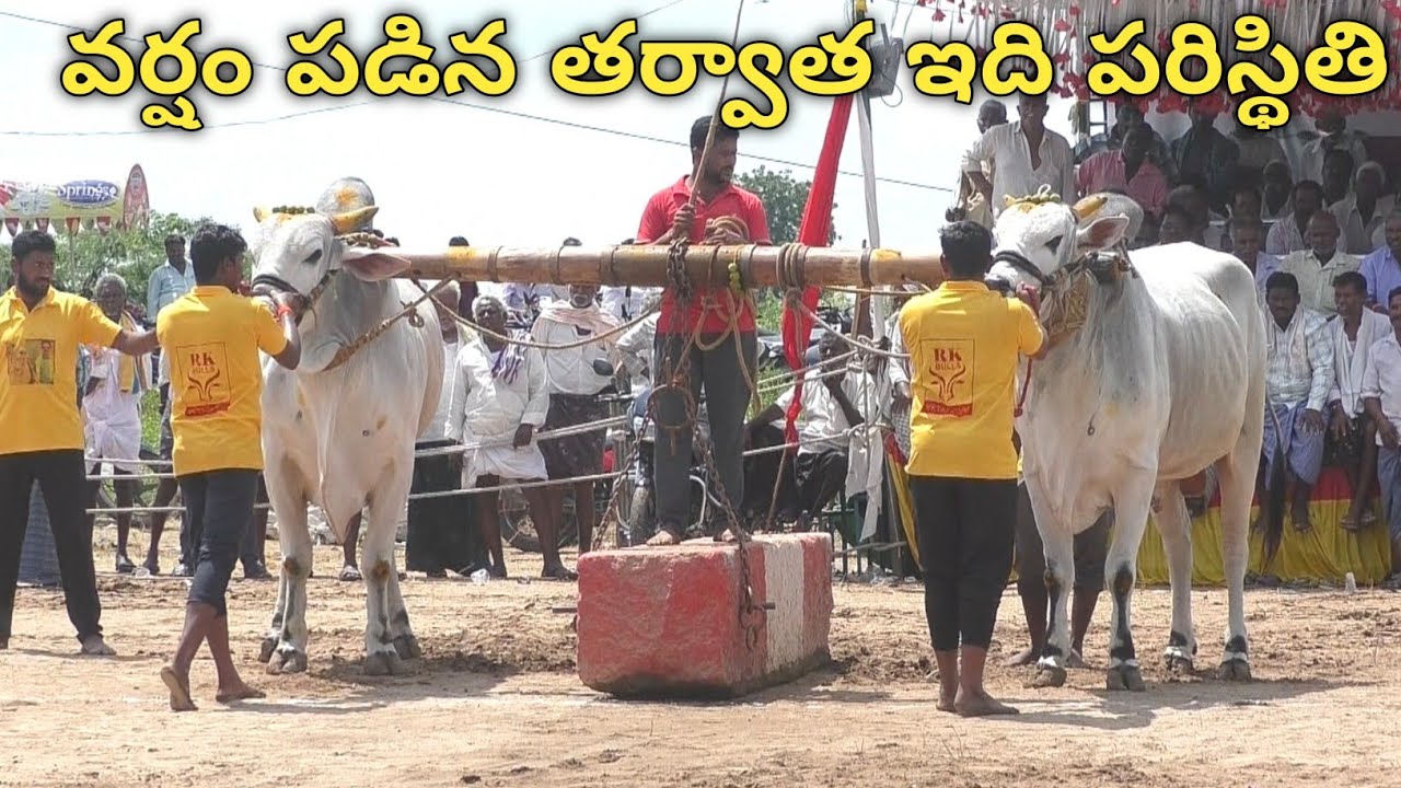 బయ్యవరం సీనియర్స్ 3🏆40.000 విజేత || RK Bulls నరసింహ_ లయన్ గిత్తలు లాగిన దూరం 1828.8 అడుగులు