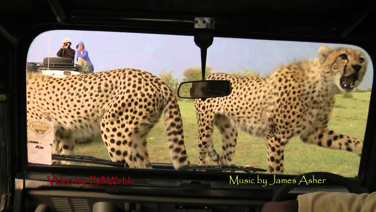 Cheetah HiJinx