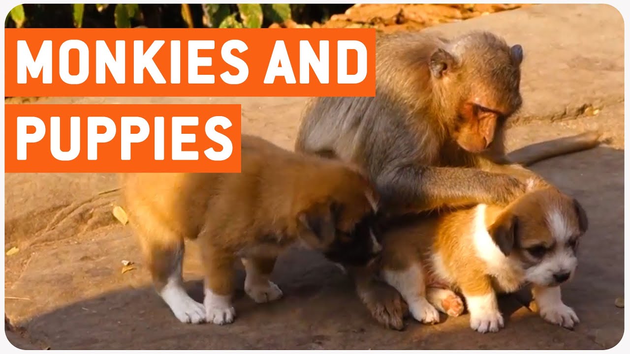 Monkey and Puppies Meet | Awkward Best Friends