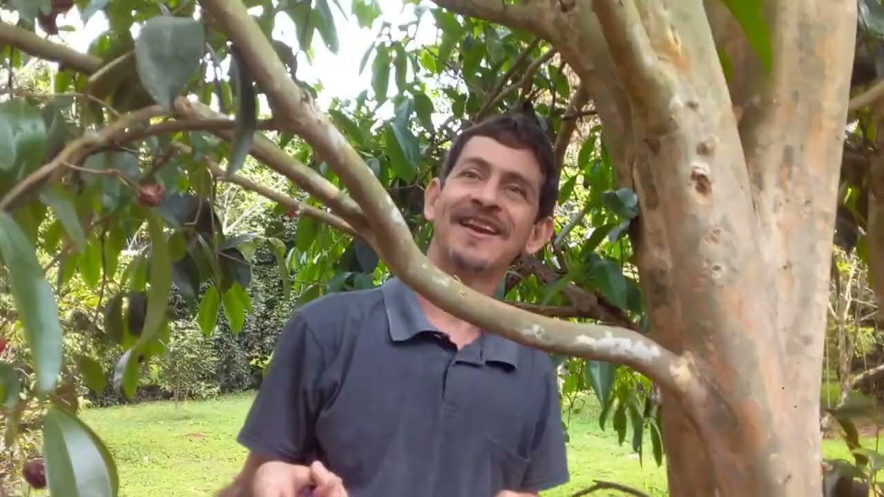 Barapiroca açú (Calycolpus legrandii)