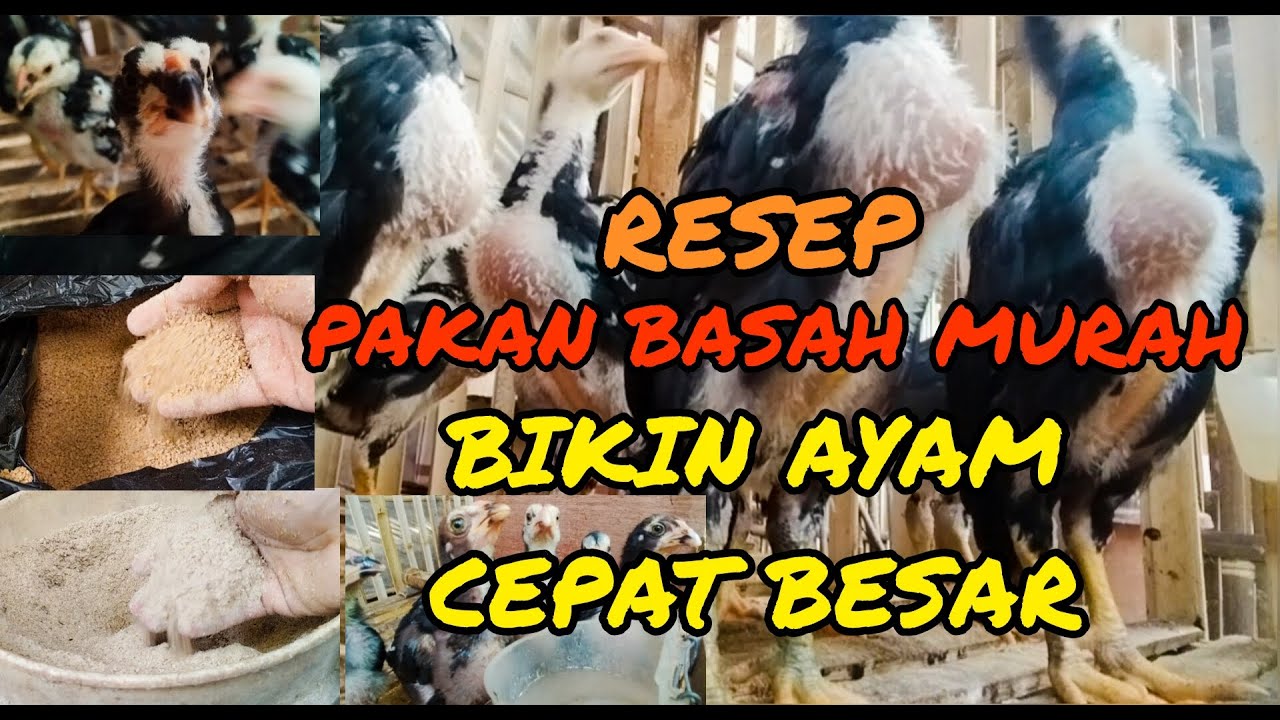 AYAM CEPAT BESAR DAN NAFSU MAKAN NAIK! CARA GANTI PAKAN KERING KE BASAH