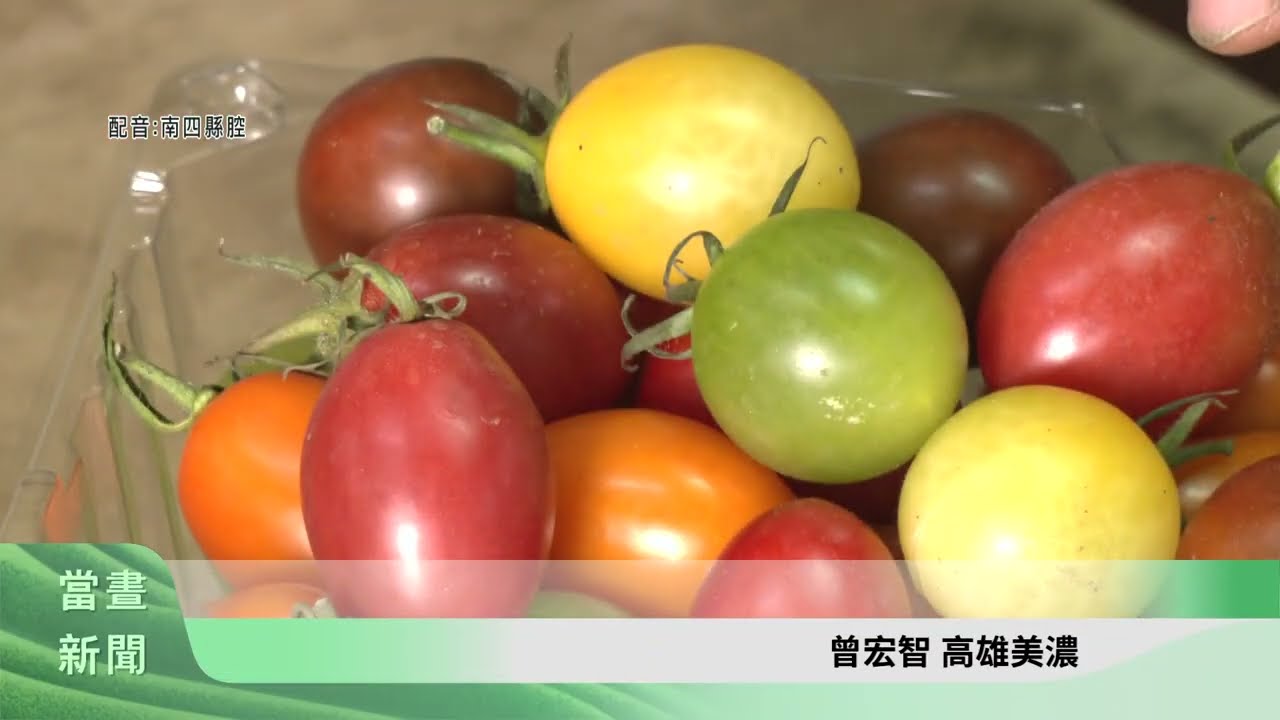 美濃農民試種彩色番茄 大受歡迎訂單不斷【客家新聞20260306】
