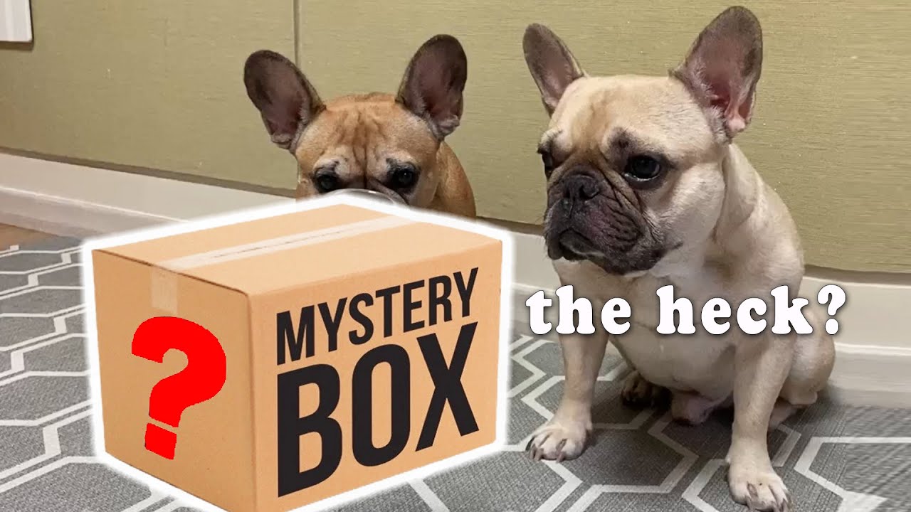 My Dogs Get A Mystery Package | French Bulldog Funny Reaction