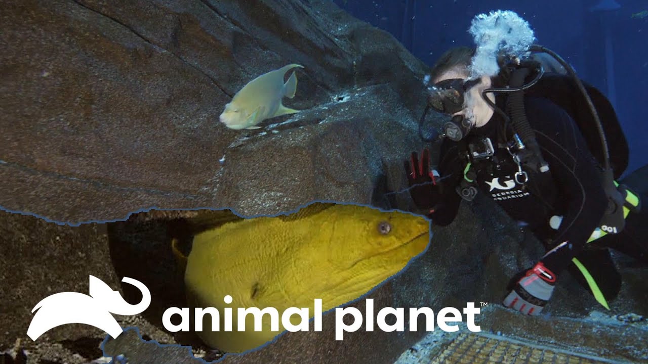 Morena verde se escabulle hacia la exhibición principal | El Acuario | Animal Planet