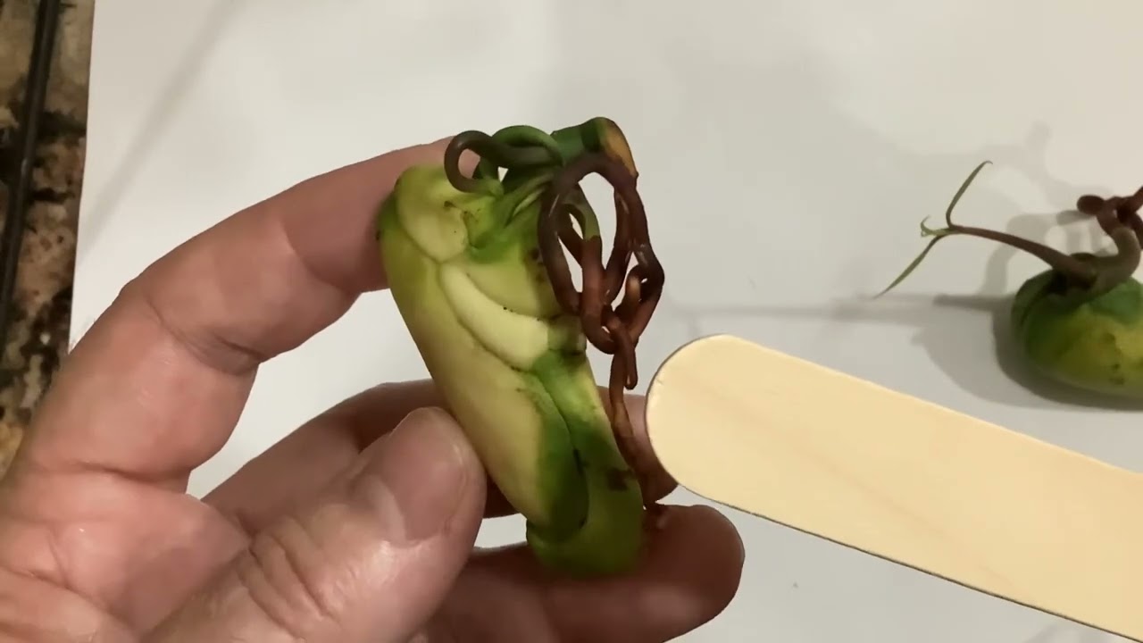 Mono-embryonic and Polyembryonic Mango Seed Explanation.