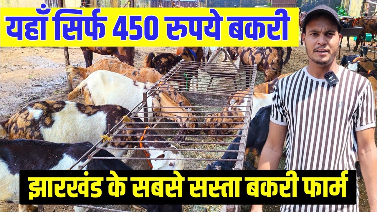 झारखंड के सबसे सस्ता बकरी फार्म | Goat farming in jharkhand | bakri palan