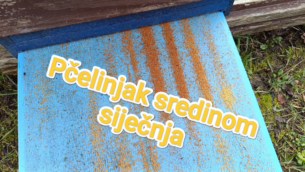 Pčelinjak sredinom siječnja