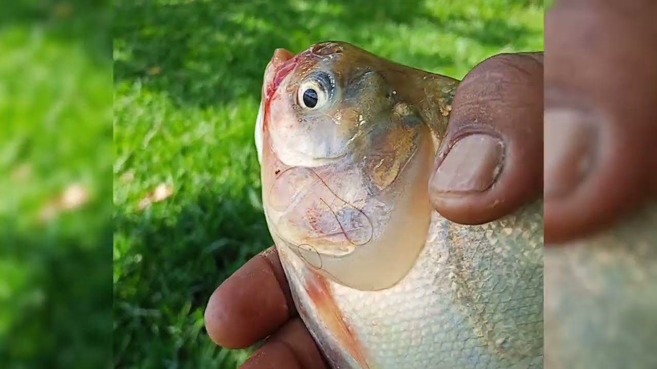 Oi pescaria de tambaqui veja o futuro da represa 