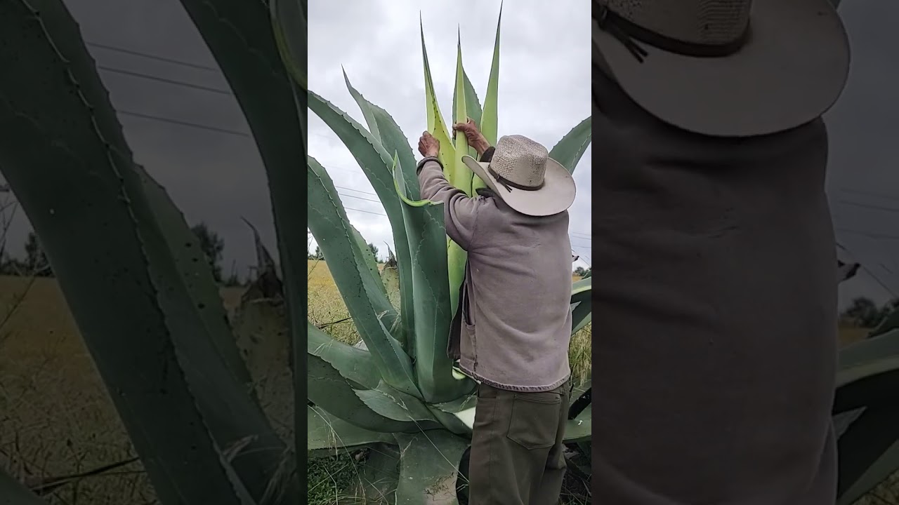 cómo capar un maguey