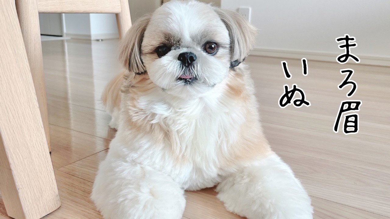 【まろ眉わんこ】トリミングでもふもふシーズー犬爆誕Vlog Shihtzu's grooming dog became fluffy cute doll